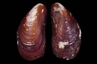 藏品(北洋杜鵑蛤)的圖片